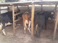 blackleg disease