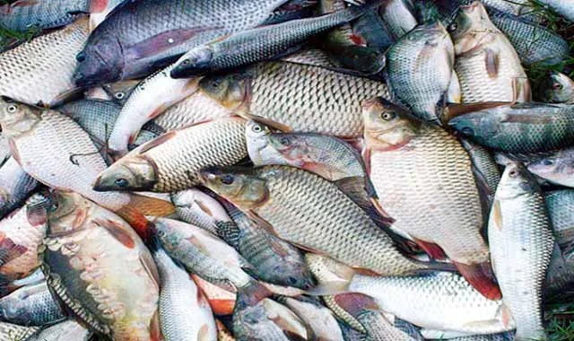 Self-reliant rural women cultivate fish