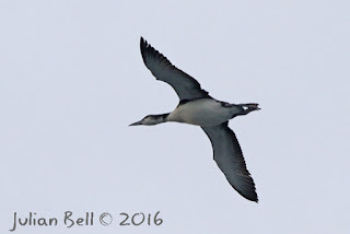 Great Northern DIver