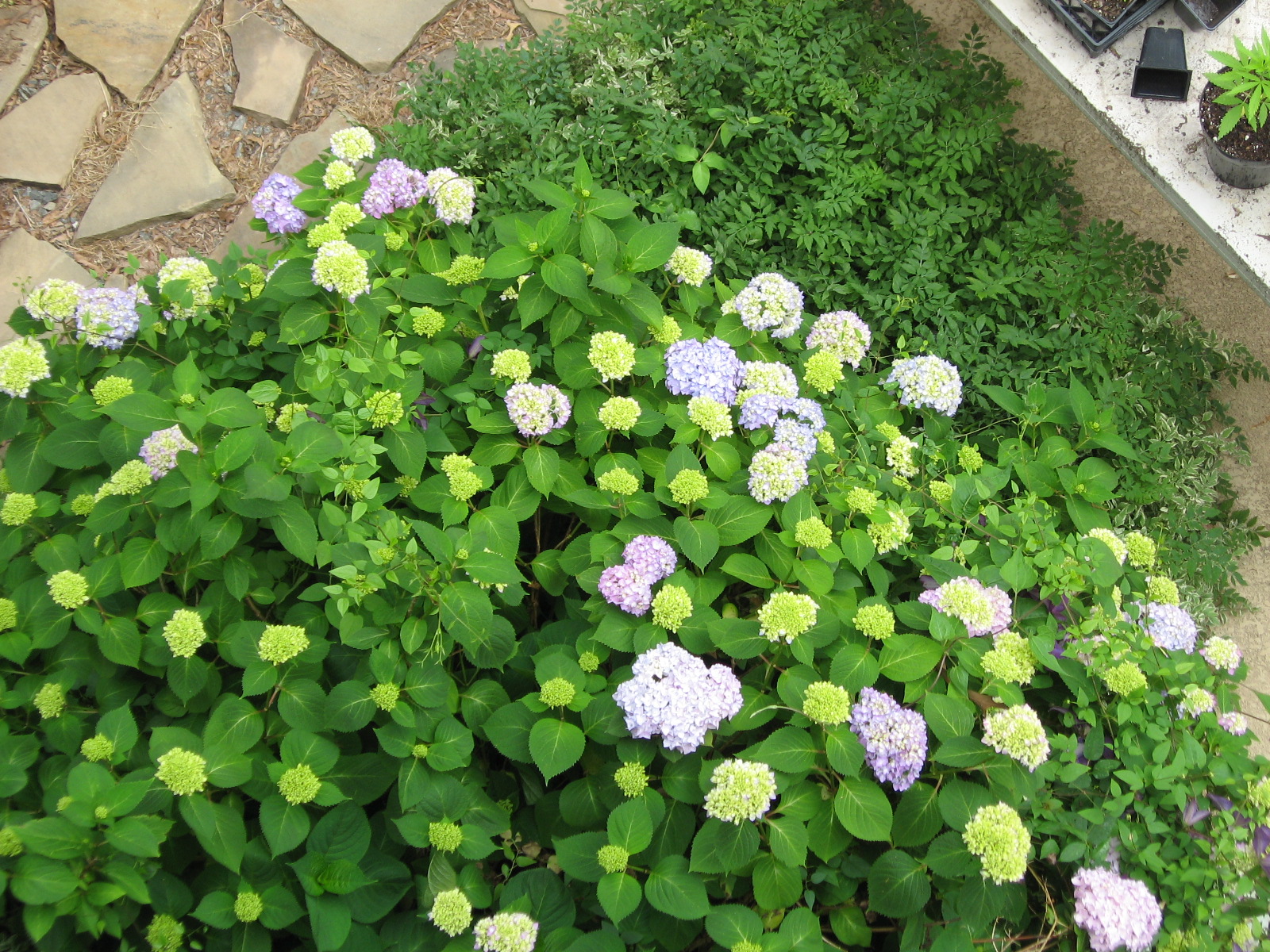 A Growing Curiousity Mophead/Lacecap Hydrangea blooms