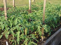 Eat Live Grow Paleo : Square Foot Garden : Garden Structures