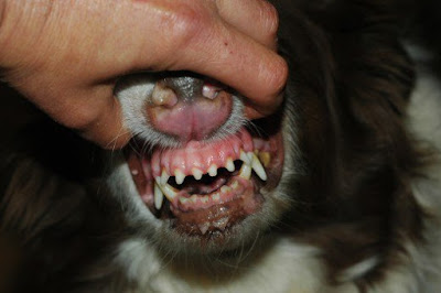 Border Collie teeth at age 7
