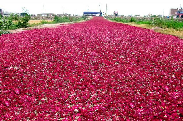 Amazing Or Funny: Drying and splitting rose petals ...