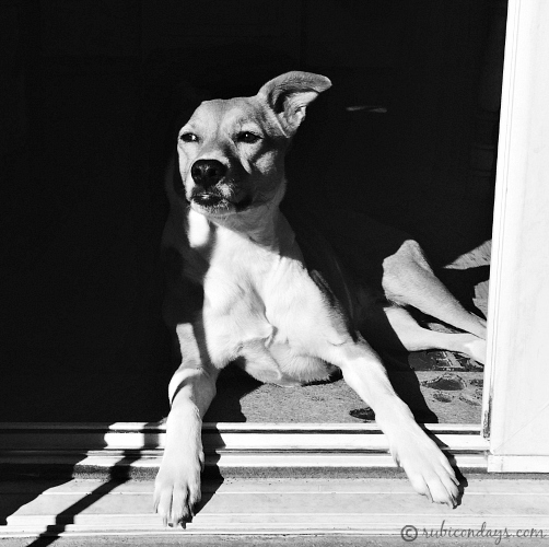 black and white dog portrait