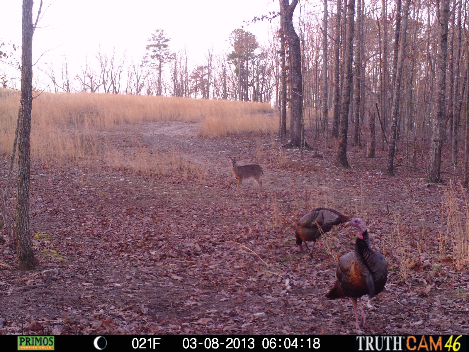 Land for Sale 55.5 Acres on Stone Ridge Dr. White Plains, Alabama