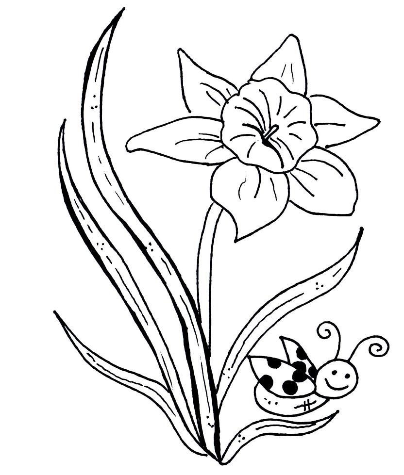 daffodil coloring pages for kids - photo #33