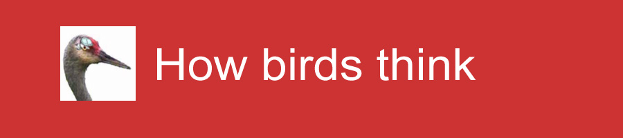 How birds think