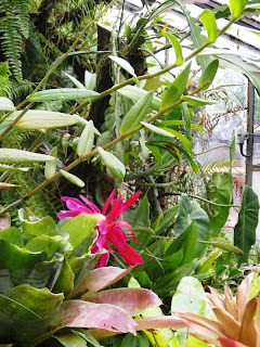 Glimpse of red among plants in the greenhouse