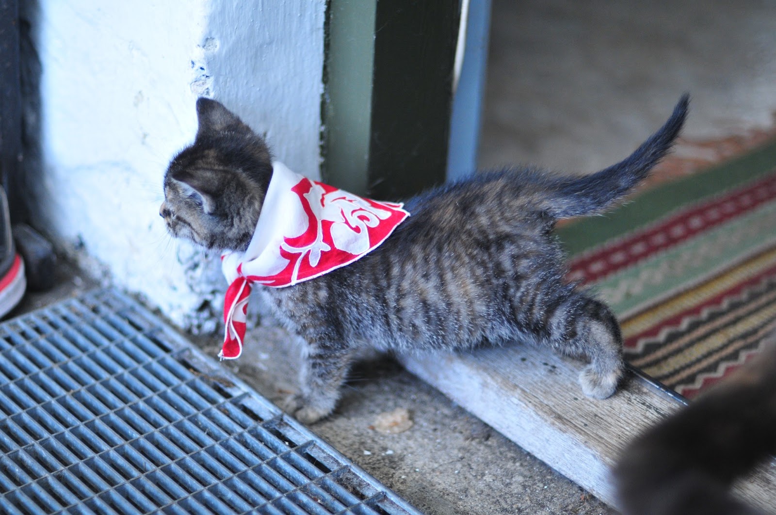 scarves for cats