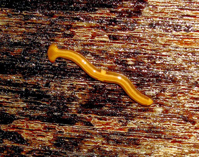 The Bizarre Hammerhead Worm Substrate Predator Extraordinaire The