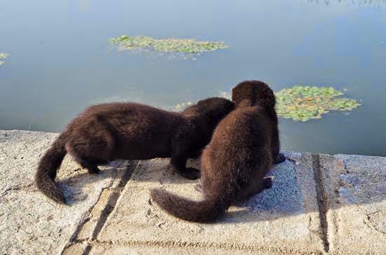 Ο κτηνίατρος Δήμαρχος θα μας σώσει (του Δημήτρη Ιωαννίδη)
