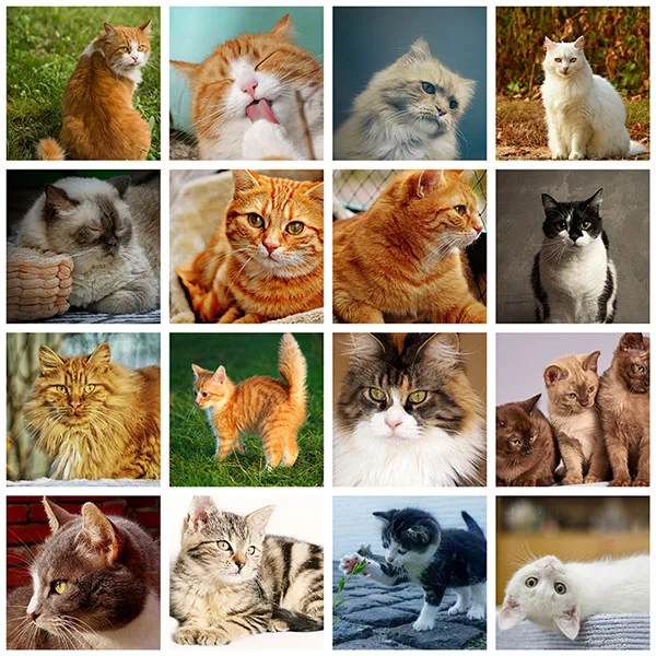 PhotoEffect How to Make a Grid Collage in Paint NET