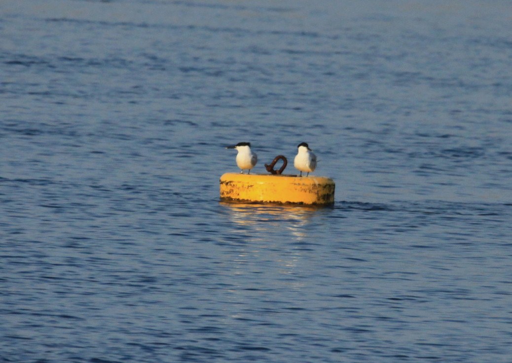 The Bagsy Blog Tea For One Joe Bonamassa (Led Zeppelin)