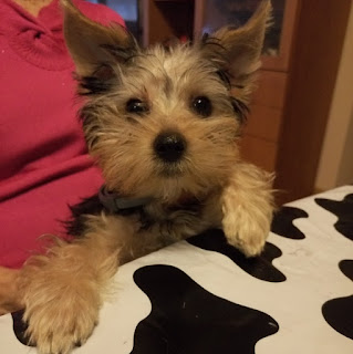 OS INVITO A SEGUIR LA FANPAGE DE MI  YORKIE