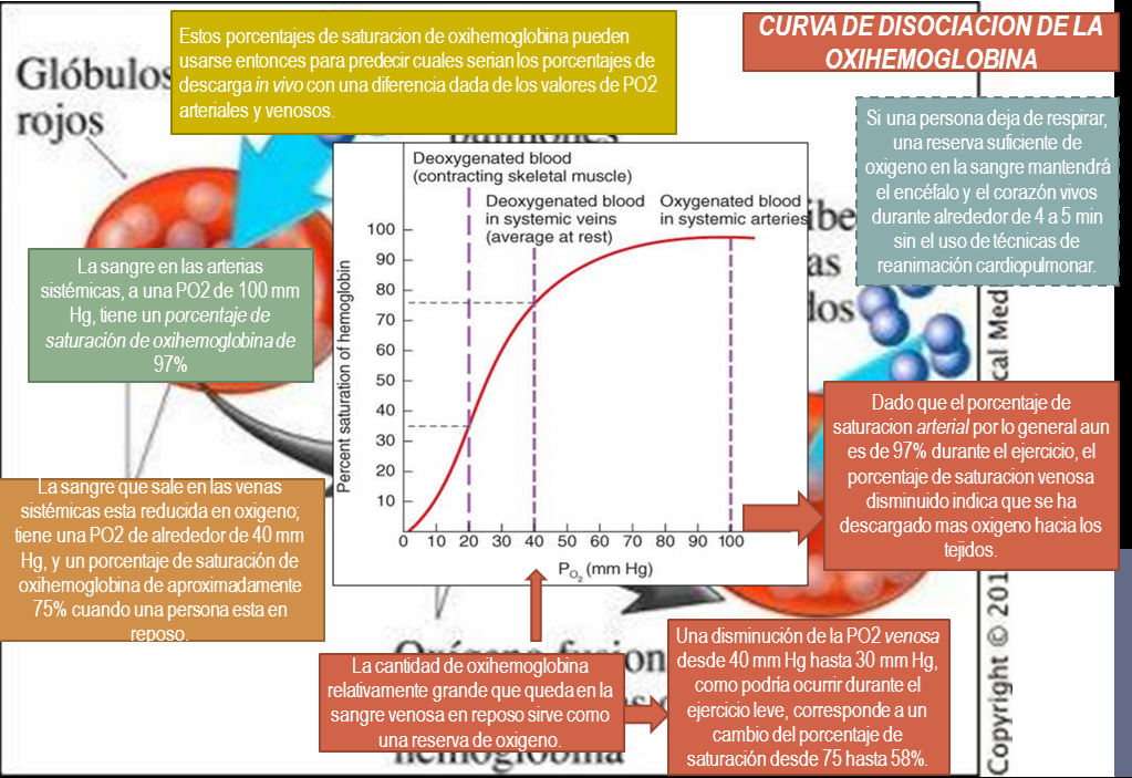 Fisiologia UAS de Gilfredo Enrique Castro Alcantar CURVA DE DISOCIACION DE LA OXIHEMOGLOBINA Fisiologia UAS de Gilfredo Enrique Castro Alcantar CURVA DE DISOCIACION DE LA OXIHEMOGLOBINA
