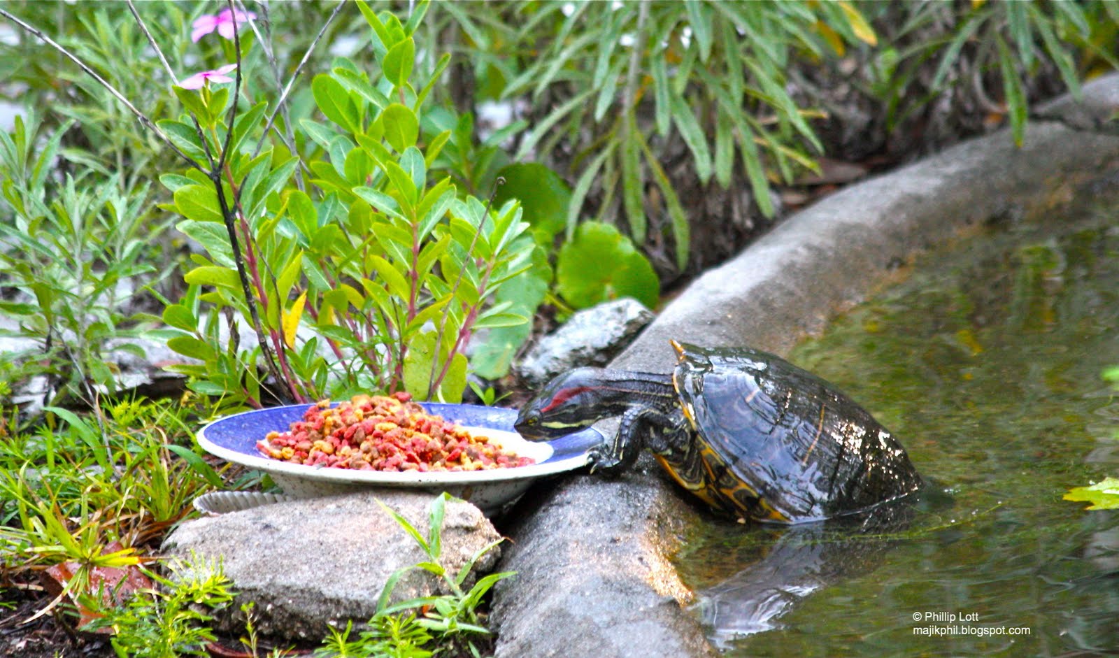 Чем можно кормить красноухую. Красноухая Болотная черепаха. Еда для черепахи красноухой. Красноухая черепаха питание. Пресноводные черепахи питание в природе.