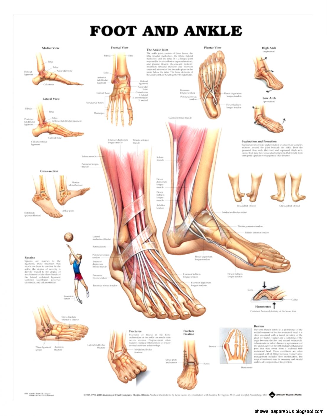 Human Foot Ankle Muscle Anatomy
