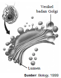 Nama Bagian-Bagian Organel Sel dan Fungsi dari Nukleus (Inti Sel), Retikulum Endoplasma, Ribosom, Badan Golgi, Mitokondria, Lisosom, Sentriol, Plastida, Vakuola dan Dinding Sel