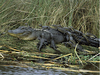 alligator funny pictures
