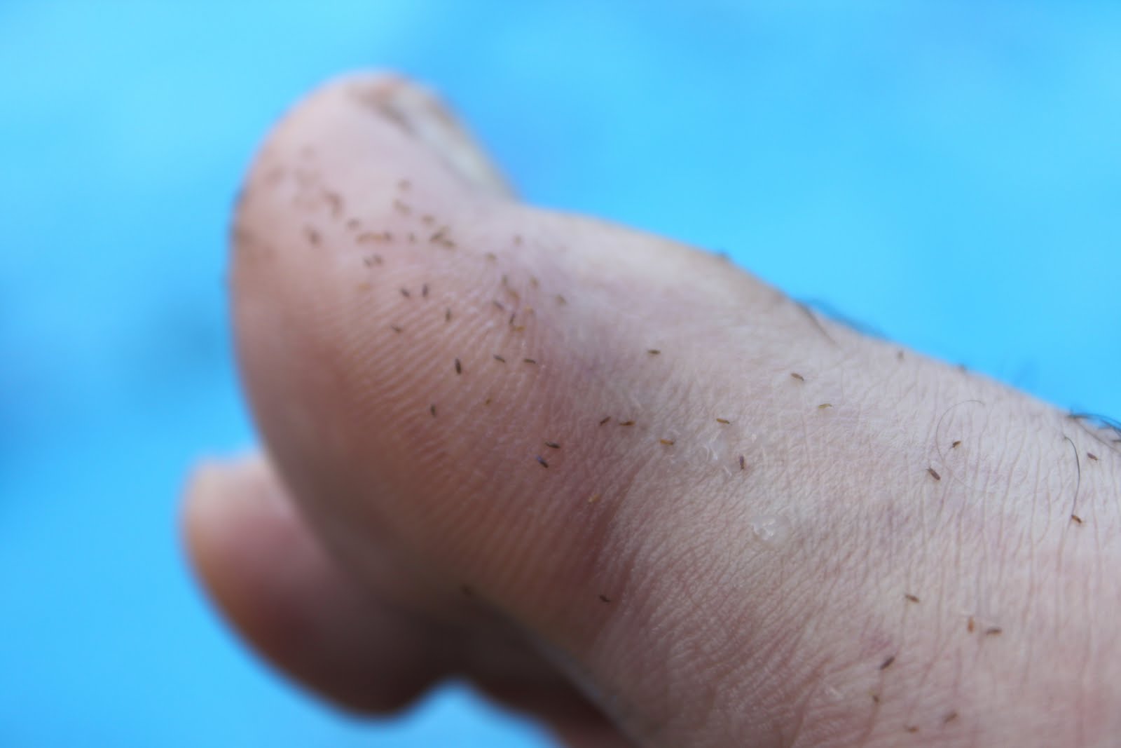 haiku-of-the-id-my-neighbor-s-dog-has-fleas