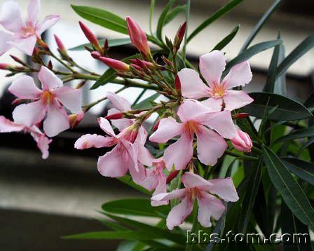 Frances Chu S Blog Poisonous Flower Plants