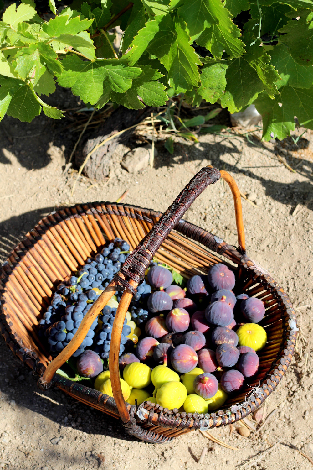 peexo travel summer portugal farming grapes figs