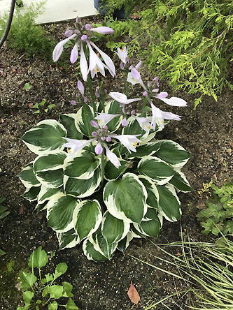 並べる ホスタの開花