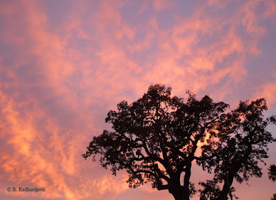 September 27 Sunset Behind Oak, © B. Radisavljevic