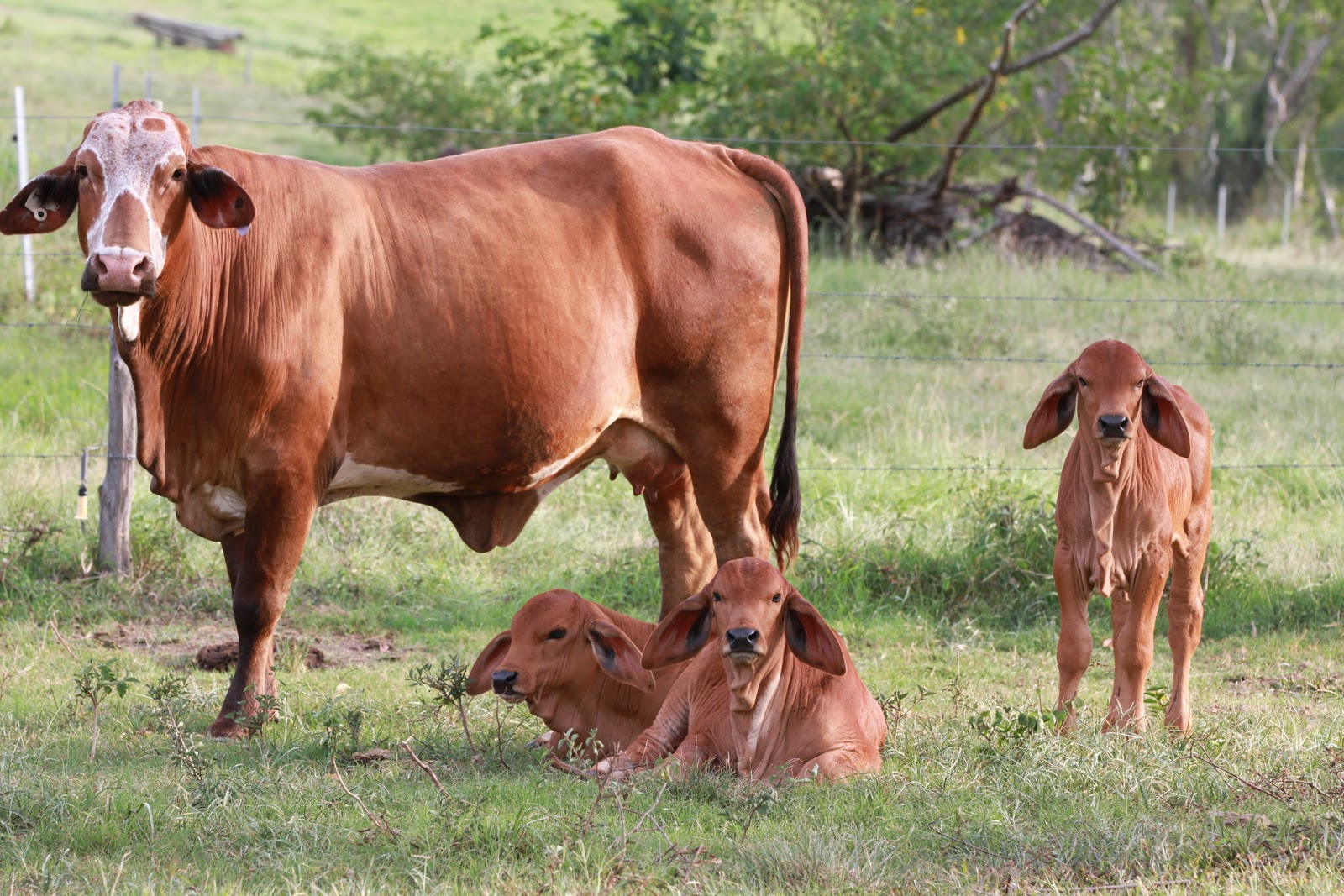 Lindley Park Brahmans