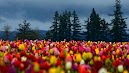 Tree Sky Flowers Spring Nature Hd Wallpaper