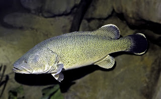 Murray Cod - Fishes of Australia