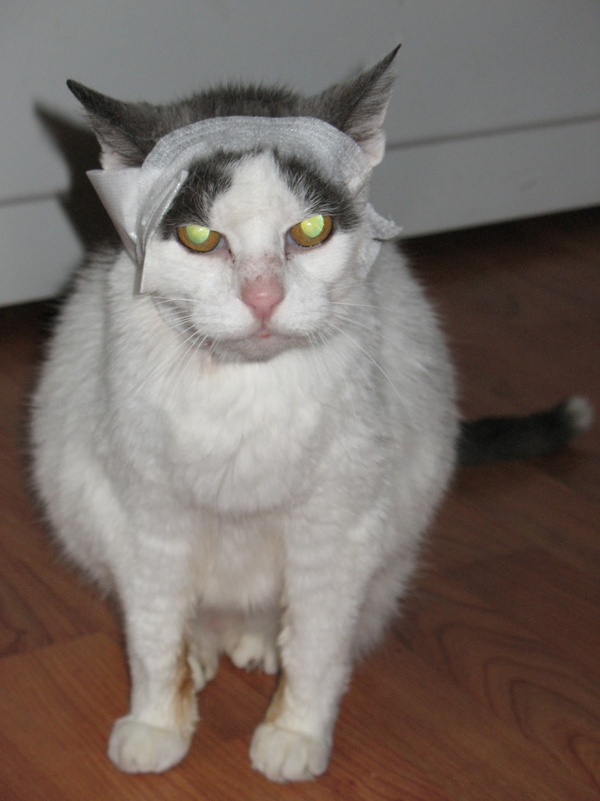 Spring Girl Creations Cat Scratch Fever