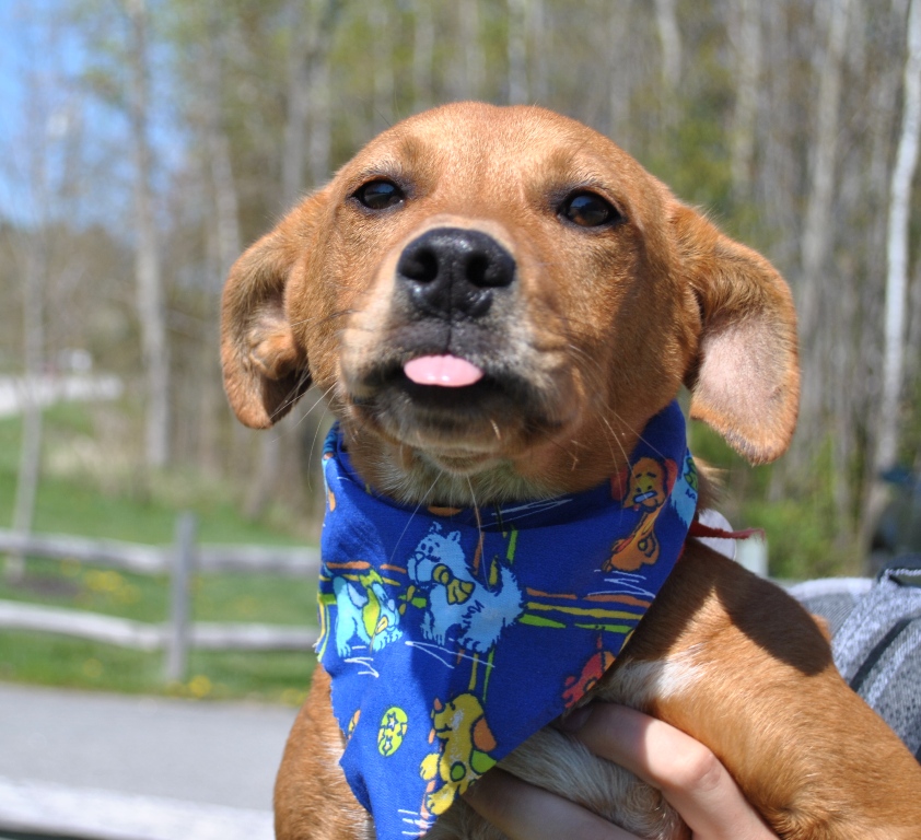 The Loop Greater Androscoggin Humane Society's Blog New Arrivals!