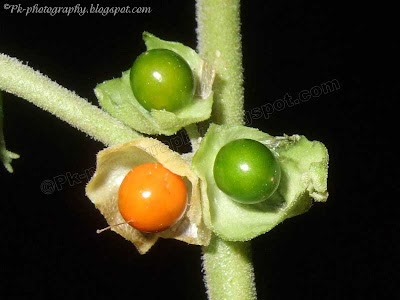 Ashwagandha-Withania somnifera Fruits