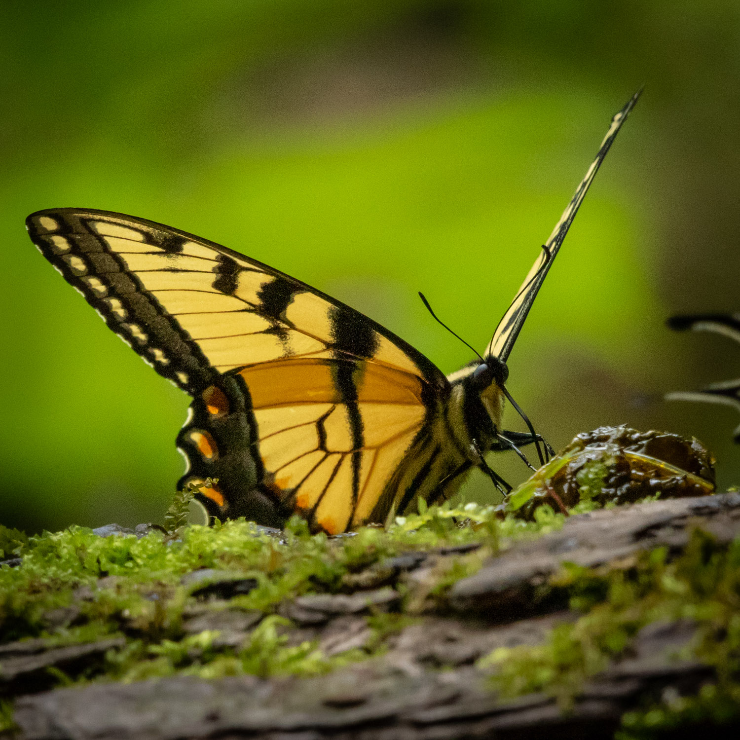 Piks of the Day, and Stuff! Well, I did get butterflies.