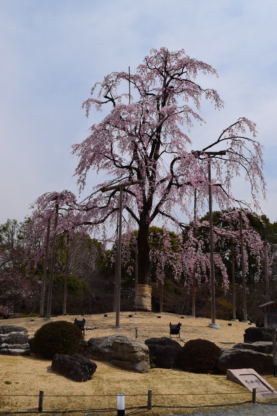 Sakura tree Toji