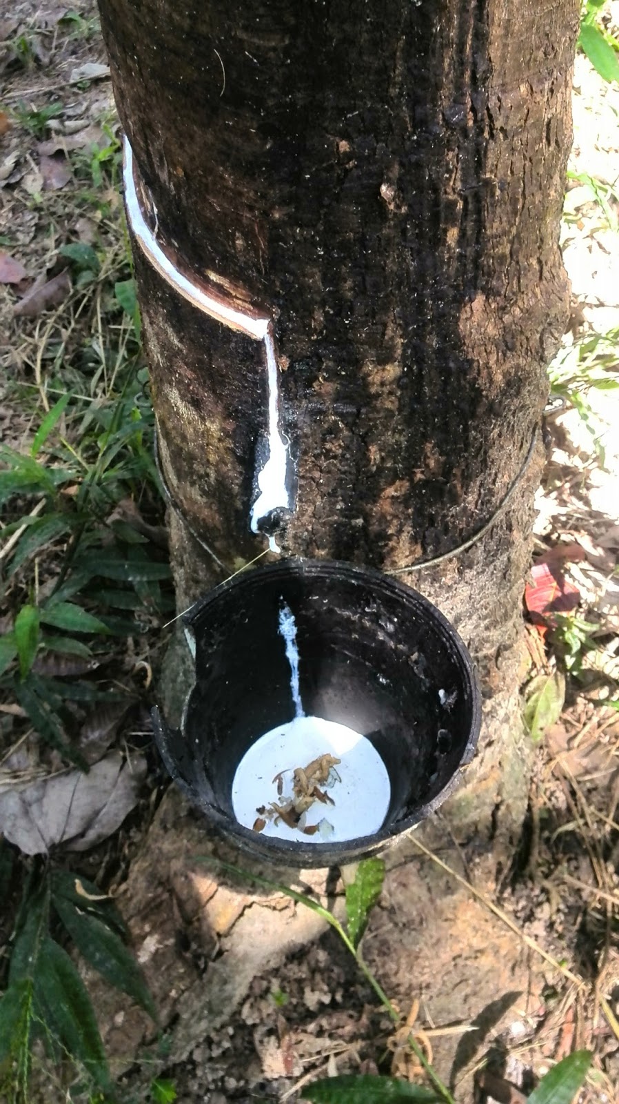 namakucella: KEBUN GETAH DI BELAKANG RUMAH NENEK