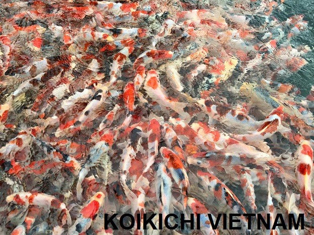 CÁCH LỰA CHỌN CÁ KOI TOSAI ĐẸP VÀ CHẤT LƯỢNG CAO CÁCH LỰA CHỌN CÁ KOI TOSAI ĐẸP VÀ CHẤT LƯỢNG CAO