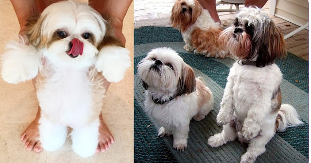 5 Truques simples e fofos para ensinar o seu shih tzu