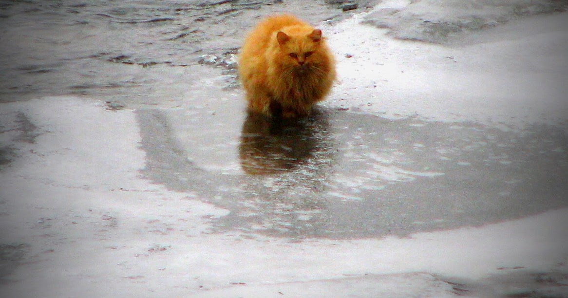 Northview Diary It's a Cat Eat Duck World