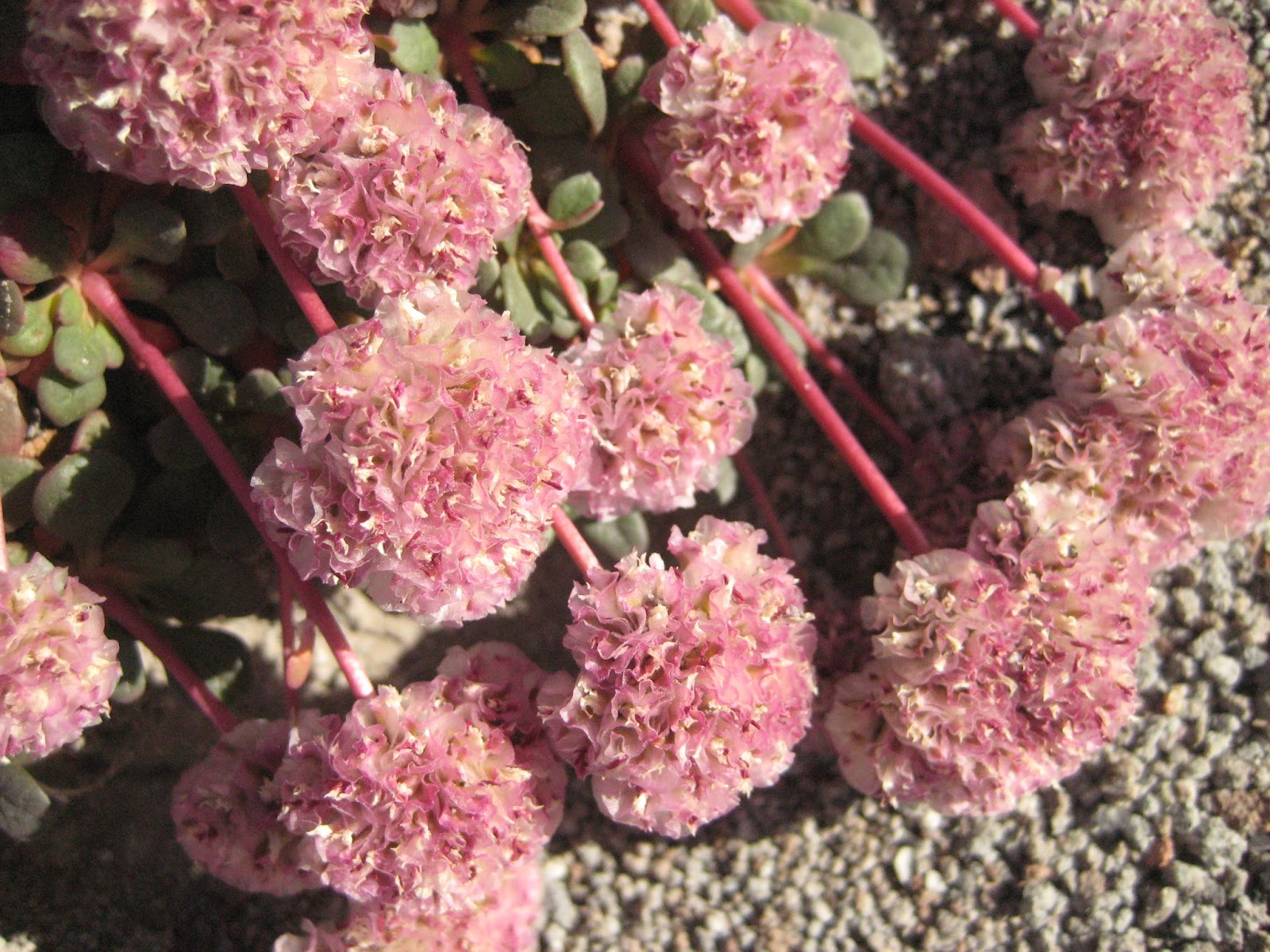 Alpine Flowers of Mount Hood