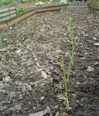 onion seedlings