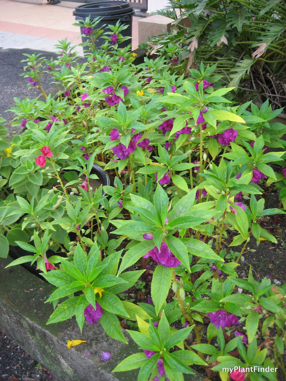 MY PLANT FINDER | Plant Guide: Impatiens balsamina