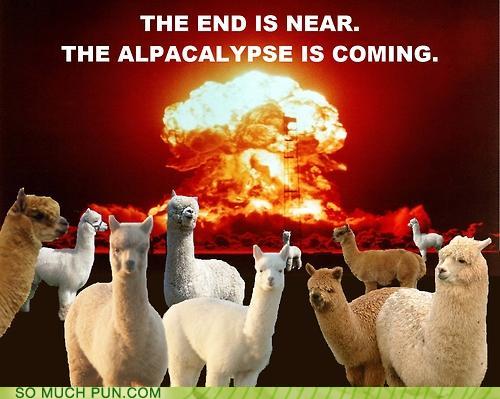 alpacalypse.jpeg