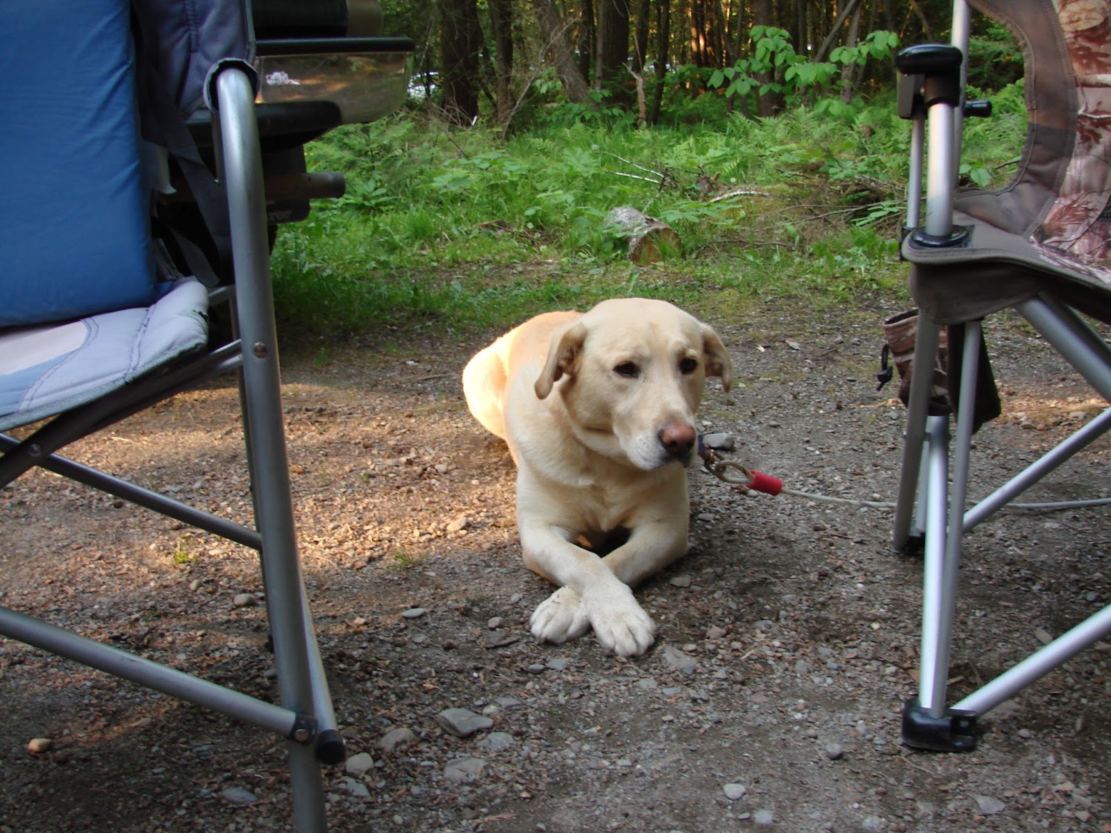 Some Vermont State Parks Cabins Will Be Pet Friendly In 2018