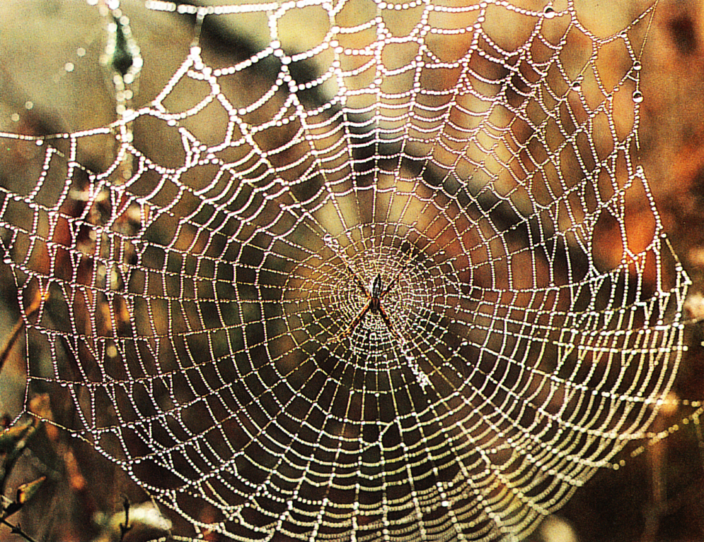 Discovering Something New : Spider Webs: Strong as Steel