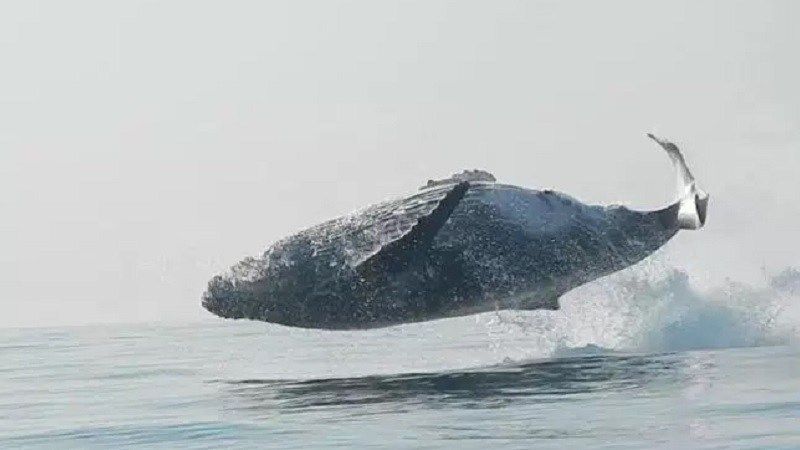 Stunning Video Of 40-Ton Humpback Whale Jumping Out Of The Water