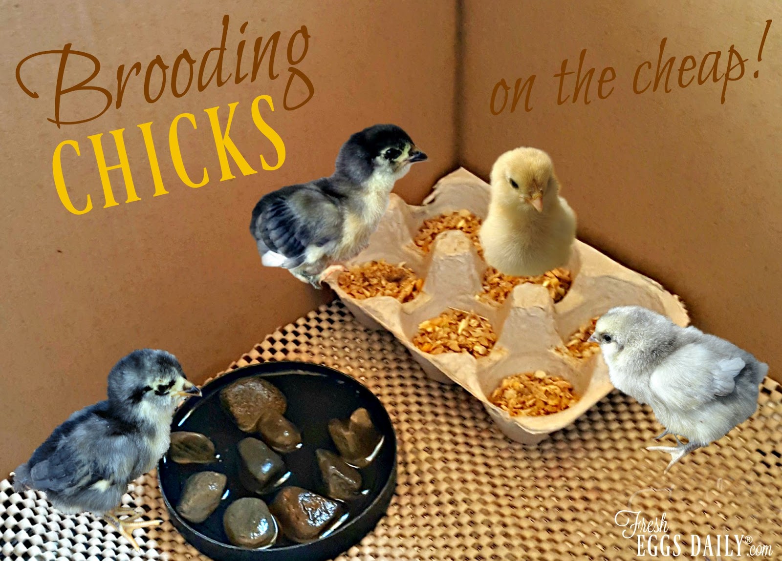 Brooding Chicks On The Cheap How To Get Started Raising A Flock