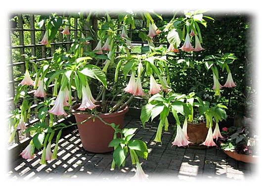 Plantas venenosas - Trombeta (Brugmansia suaveolens)