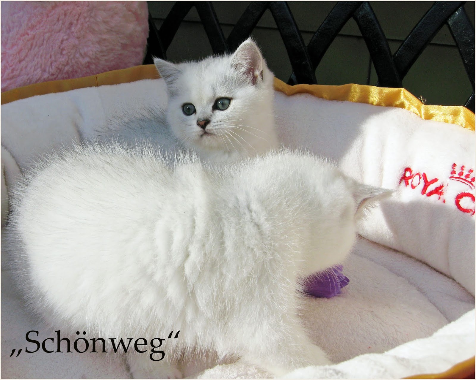british shorthair teddy